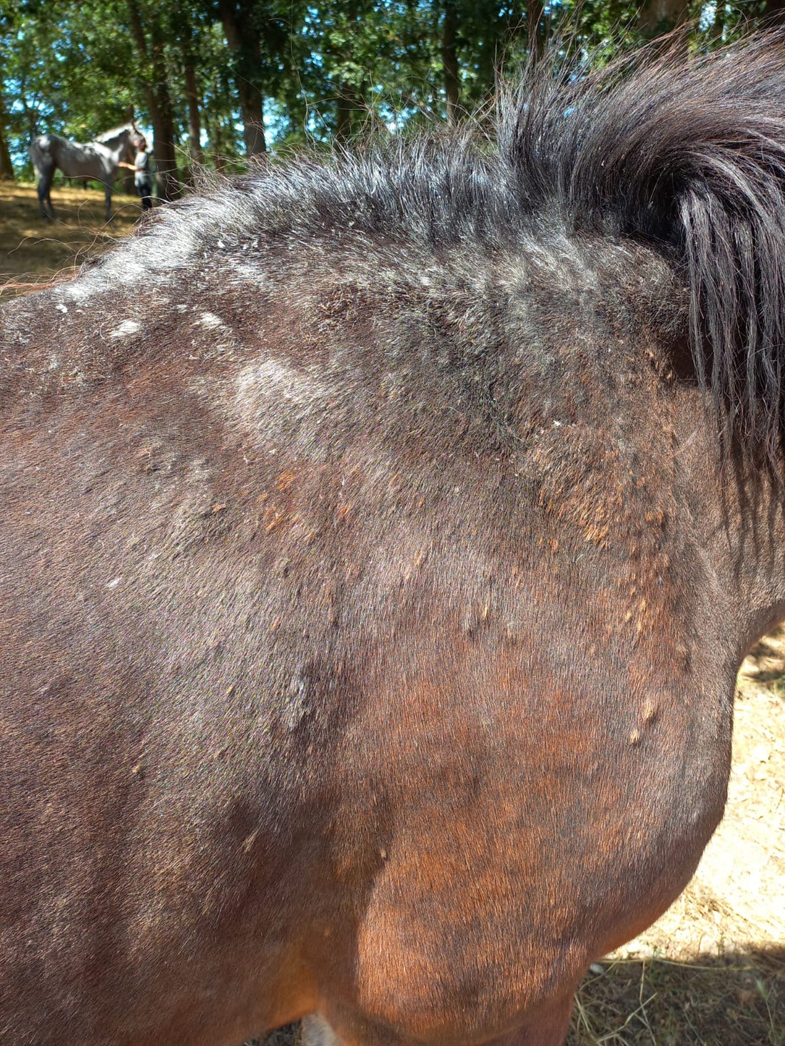 soigner la dermite estivale