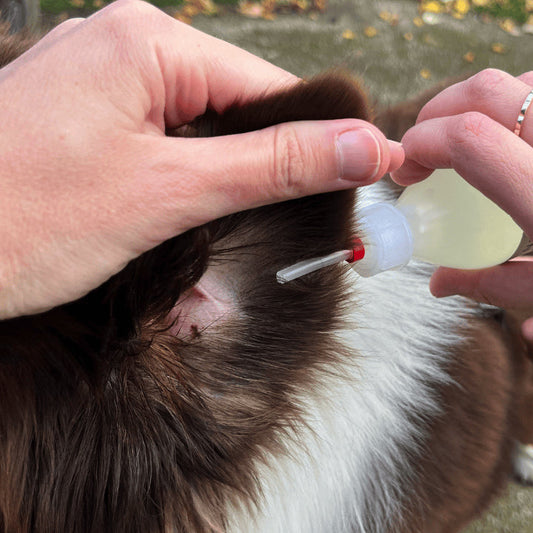 Solutions naturelles contre l'antibiorésistance chez les animaux