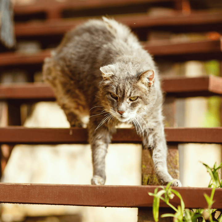 soins chats