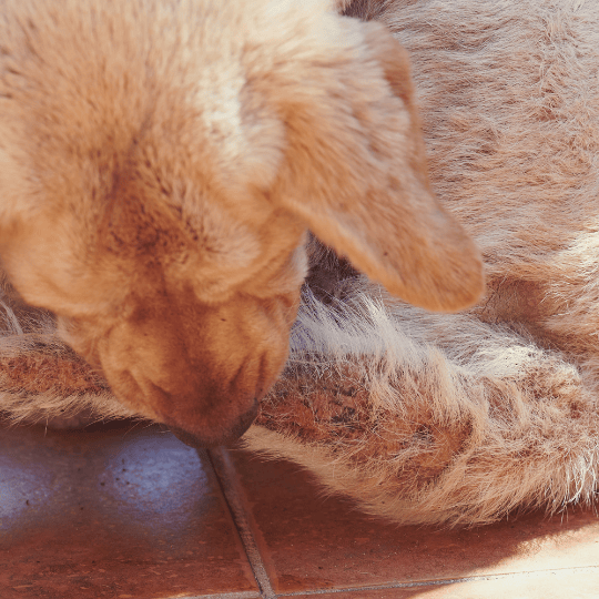 Alternatives naturelles aux antibiotiques pour chien : traitement à l'huile ozonée