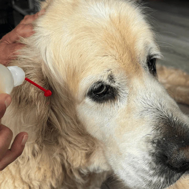 Huile ozonée OZONE PETS : alternative naturelle aux antibiotiques pour chiens et chats