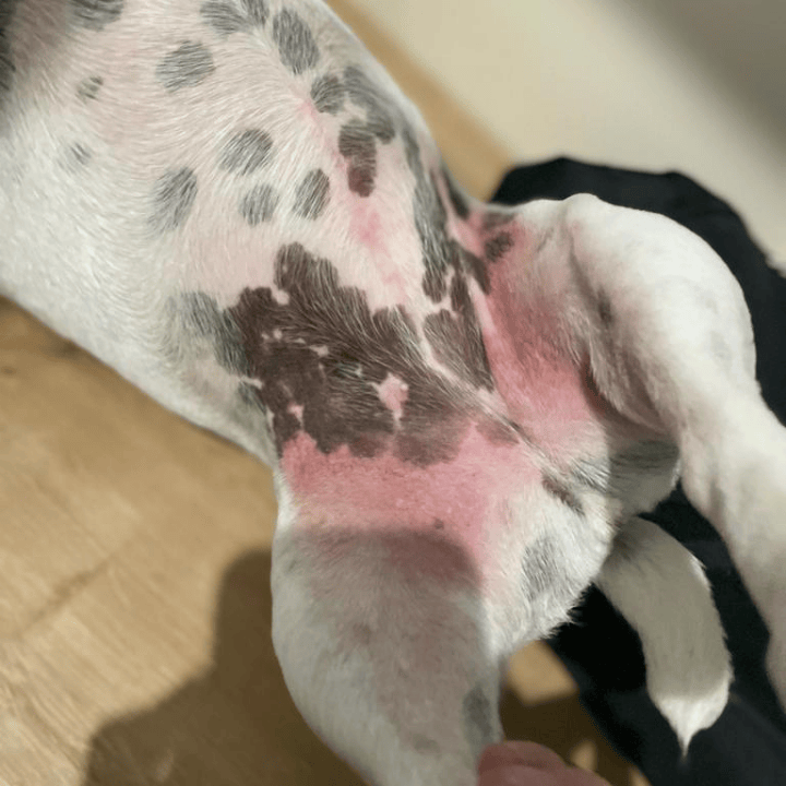 Chien atteint de dermatite atopique avec lésions cutanées