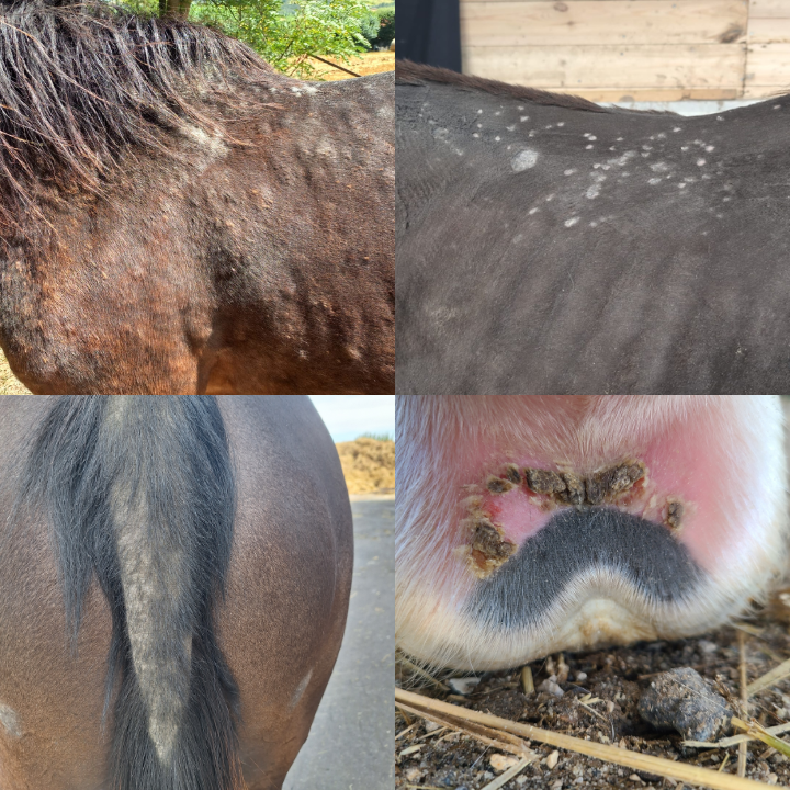 Maladie de peau du cheval - Guide complet sur les dermatites équines