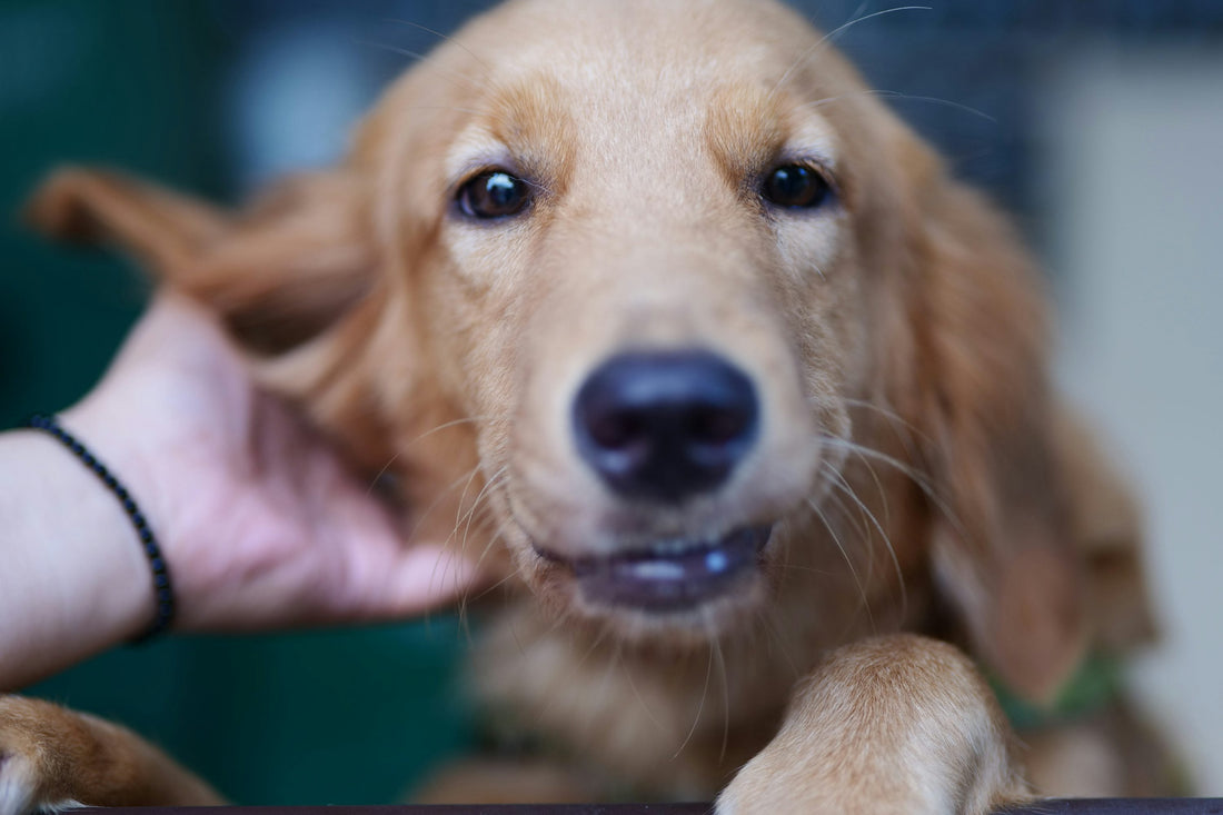 Huile ozonée pour chien : un traitement naturel anti-démangeaisons