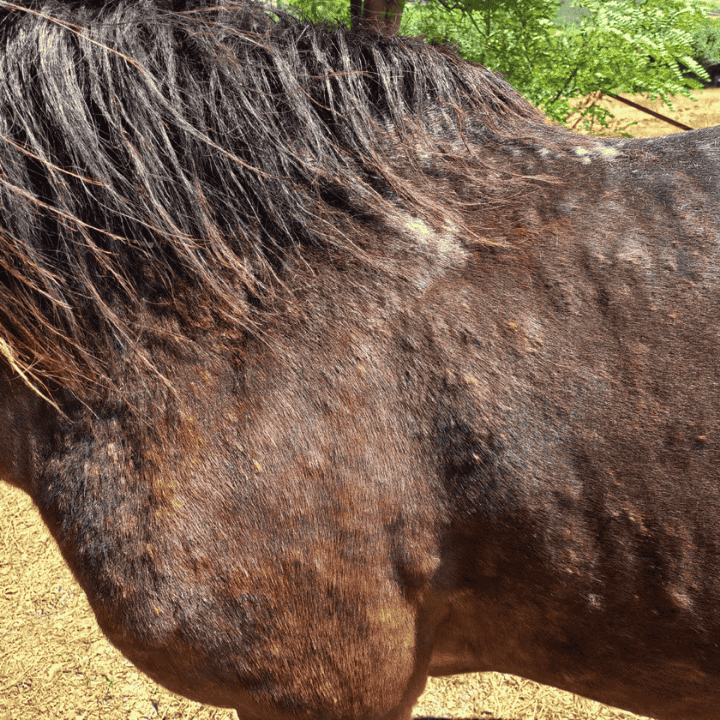 Quand commencer un traitement préventif contre la dermite chez le cheval