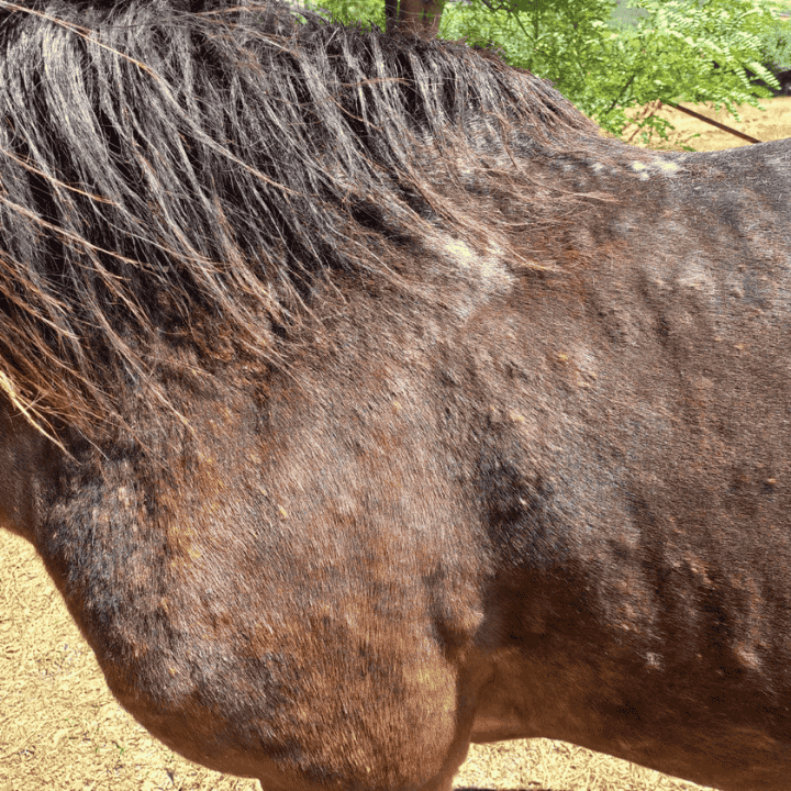 Quand commencer un traitement préventif contre la dermite chez le cheval