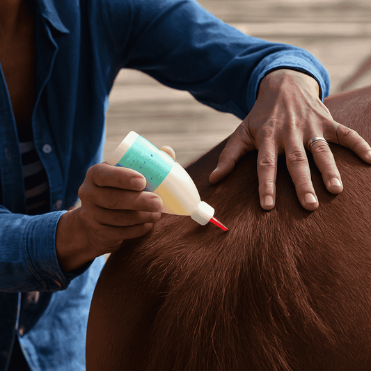 Peau fragilisée et dermite estivale chez le cheval