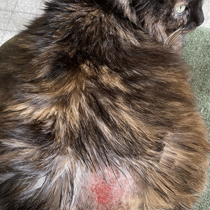 Problèmes de peau chien et chat : traitement naturel avec huile ozonée