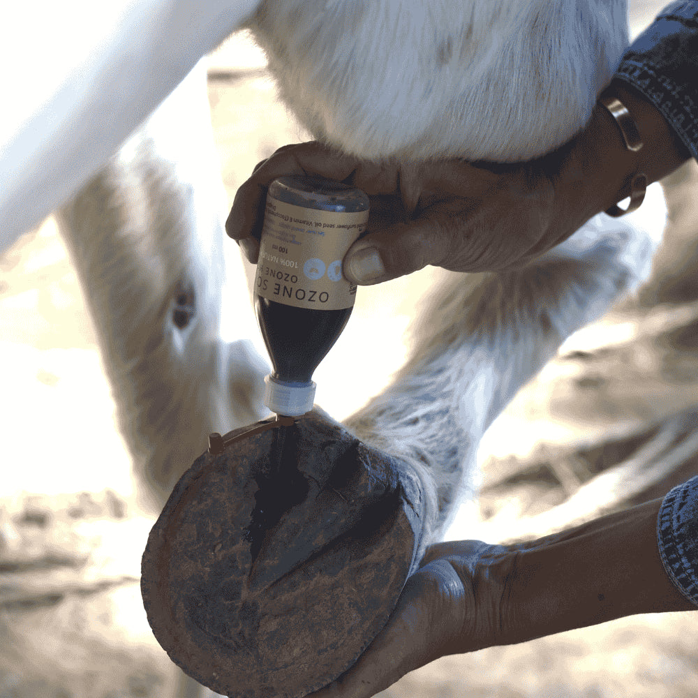 APPLICATION OZONE HOOF sur le sabot du cheval | 067.com