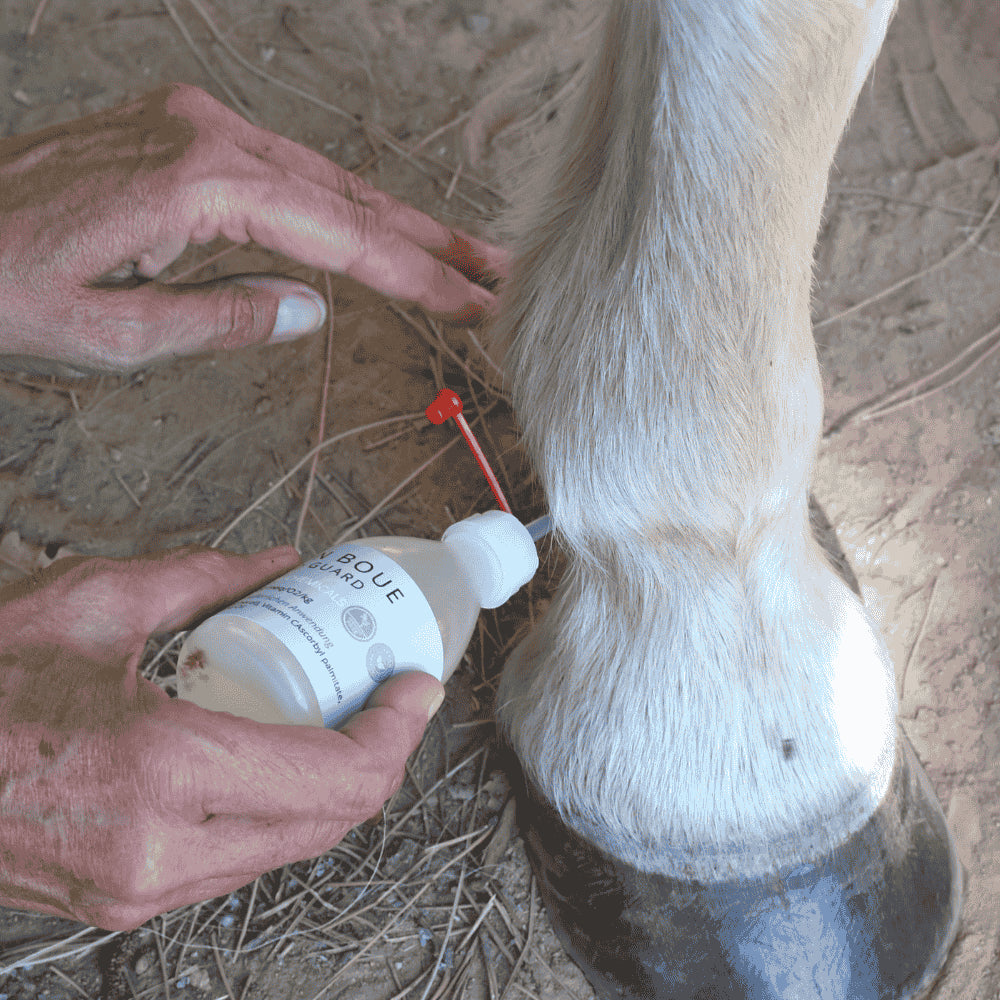 Application de notre soin naturel pour chevaux OZONE MUD | 067.com