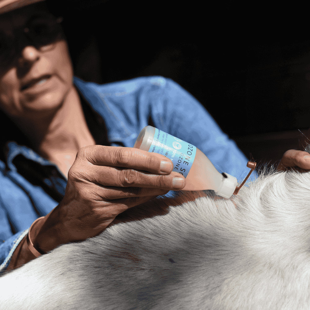 Application sur la crinière de notre soin pour cheval Ozone skin pour lutter contre la maladie de la peau du cheval