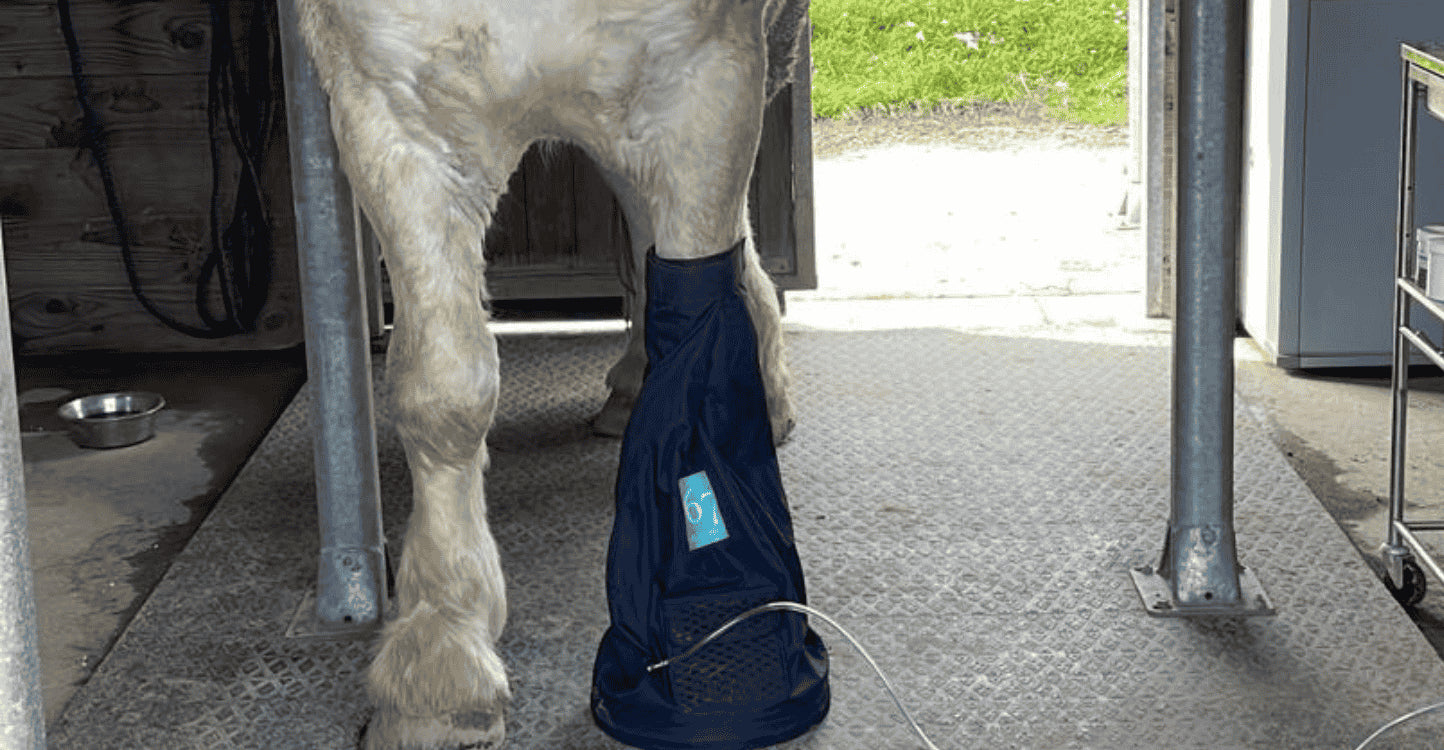 Abces cheval : notre protocole de soins naturels pour traiter les abces du cheval