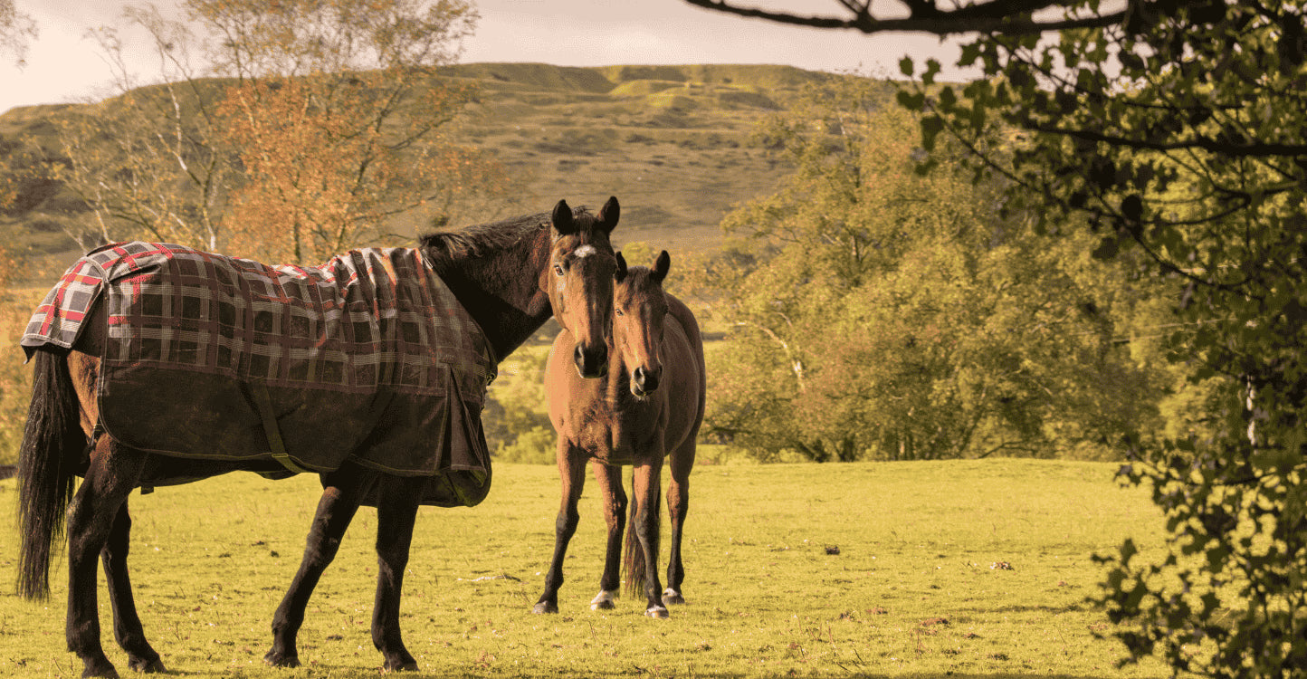 Soins naturels pour chevaux | 067, Soins chevaux 100% naturel
