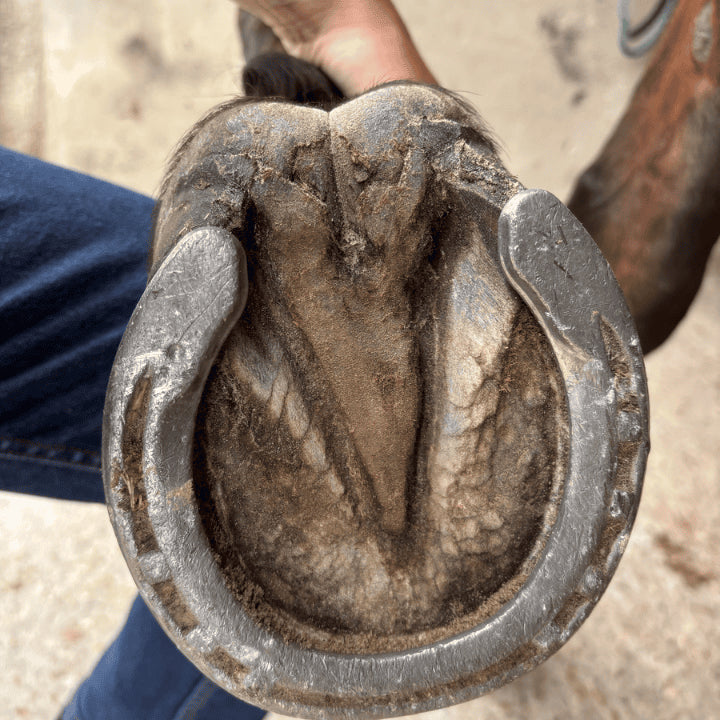 Fourchette du cheval pourrie après traitement aux soins naturels ozonés 067