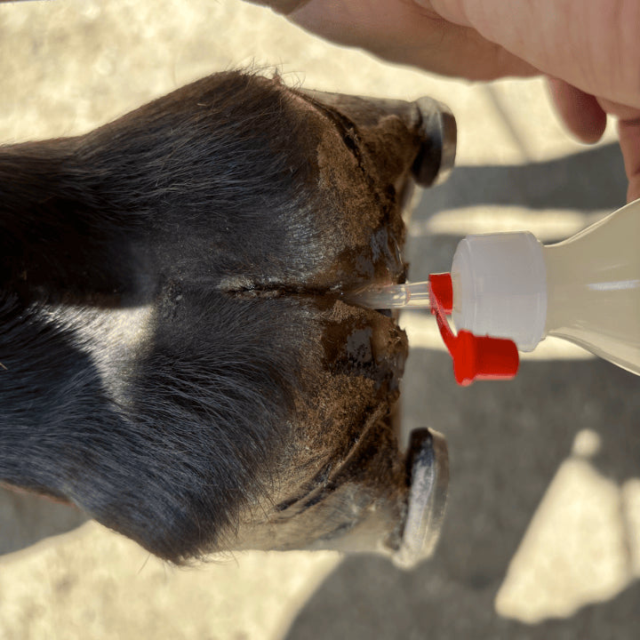 Fourchette du cheval pourrie avant traitement
