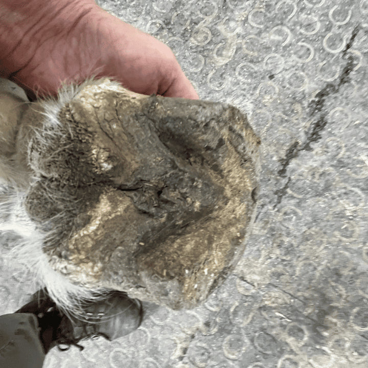 Fourchette pourie molle