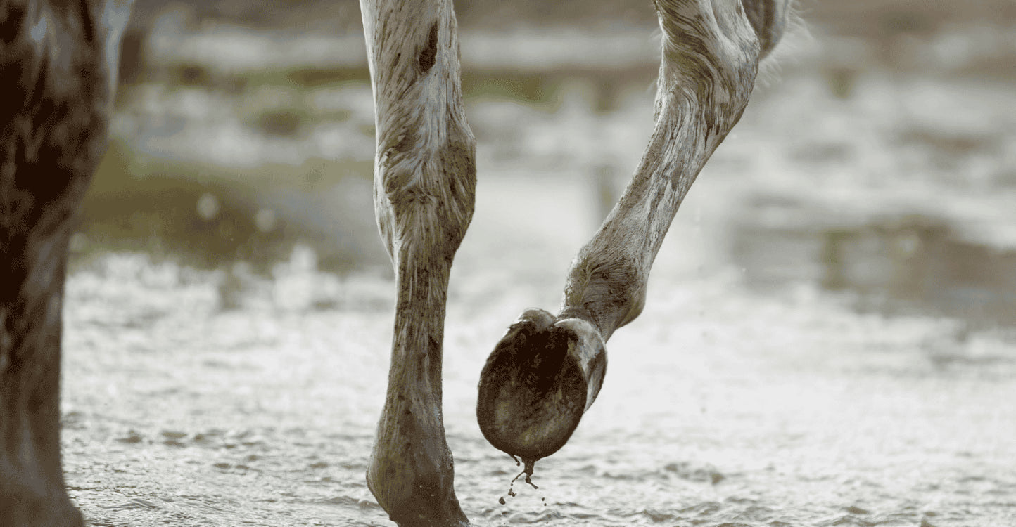 Gale de boue du cheval