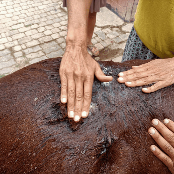 067 | soins pour animaux à base d'ozone