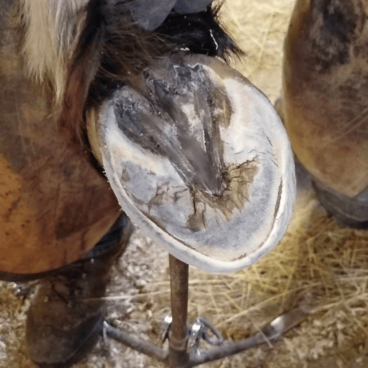 Produit naturel cheval Fiel Paste après traitement