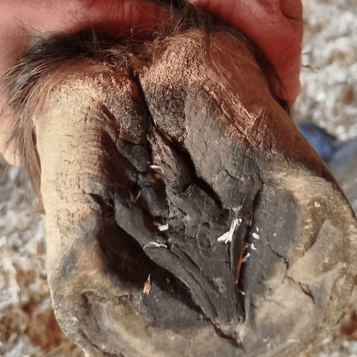 Produit de soin mastic sabot avant traitement