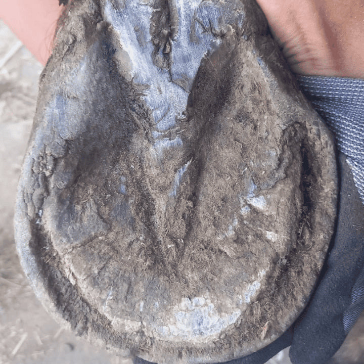 Produit naturel cheval hoof fluid après traitement