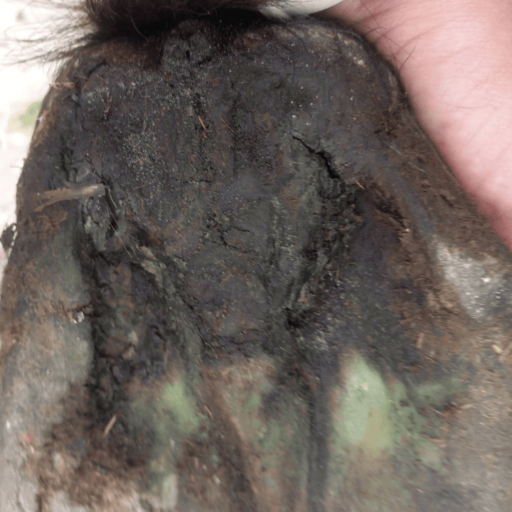 Produit soin cheval Hoof fluid avant traitement