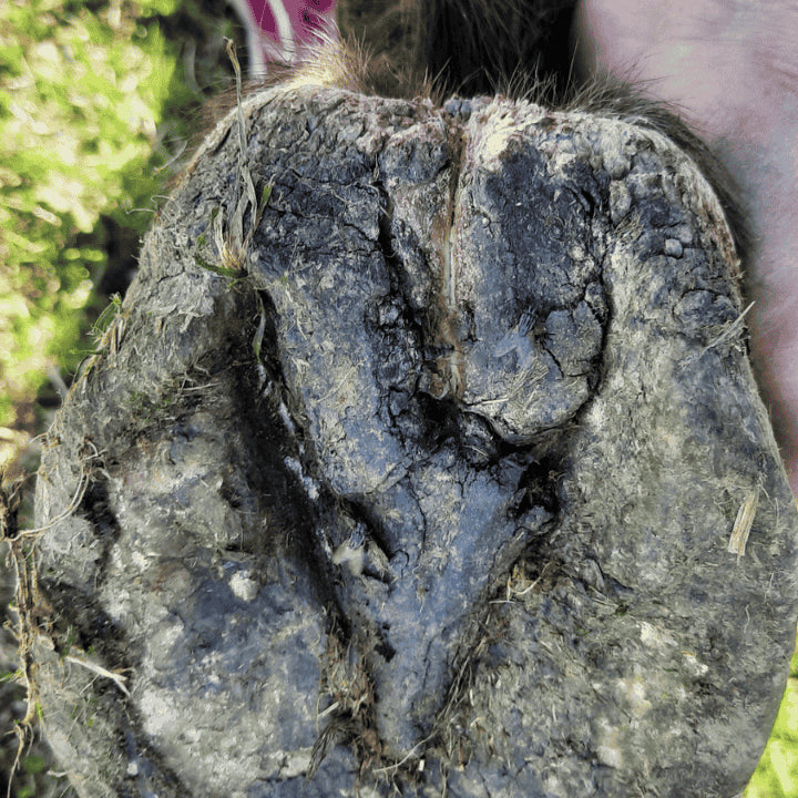 Produit naturel cheval mastic  avant traitement