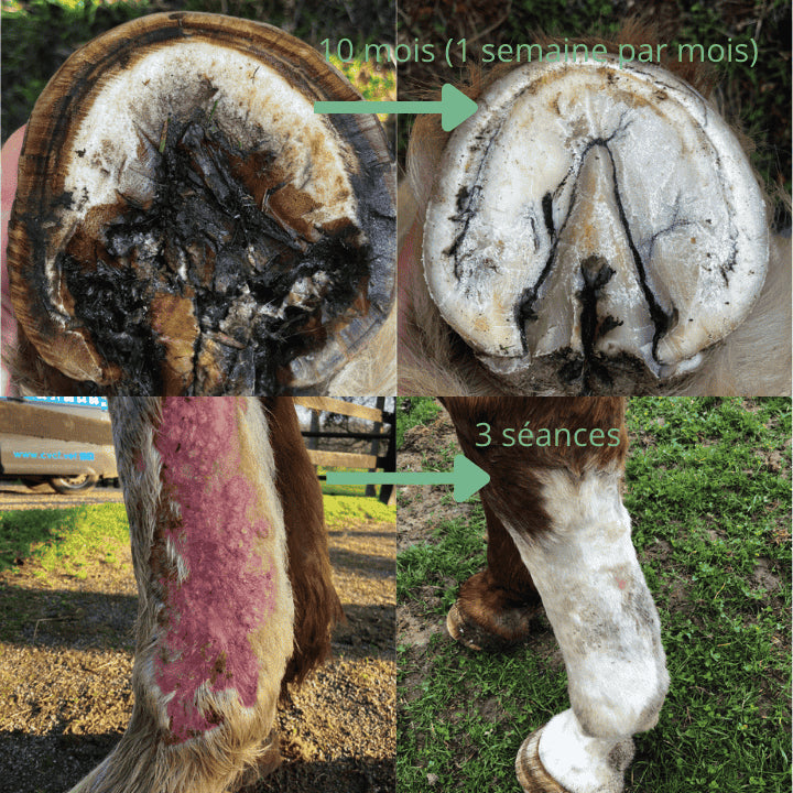 Avant et après traitement produit ozone bagging