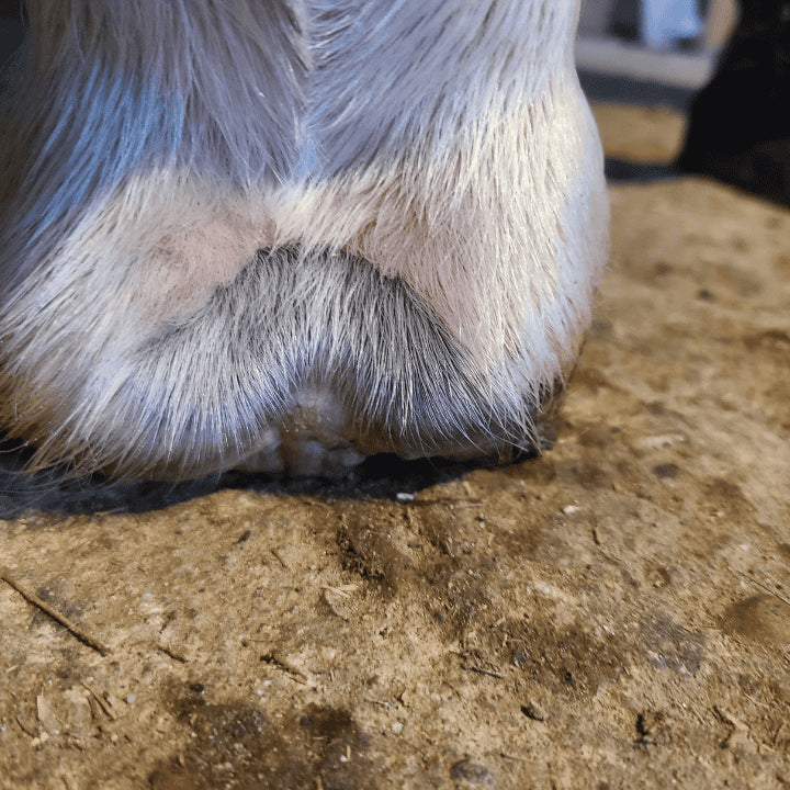 Produit Ozone boue après traitement