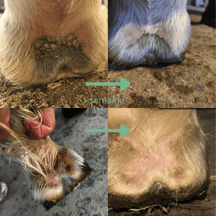 Avant / Après traitement ozone boue