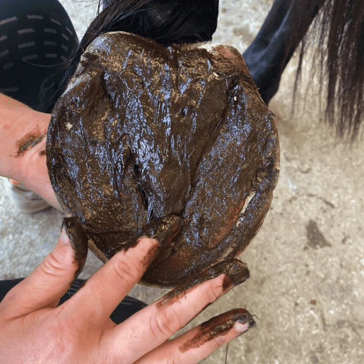 Application OZONE Field Paste