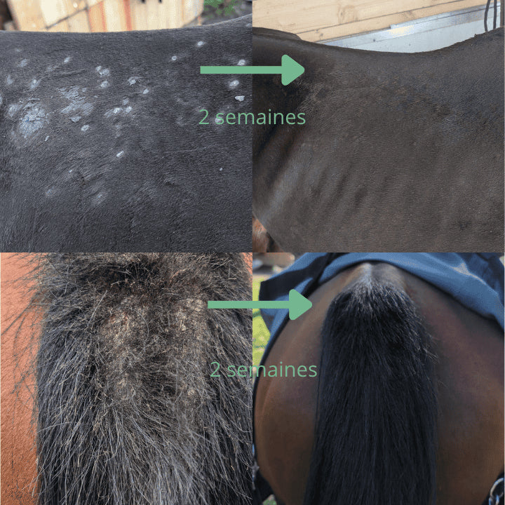 Avant et après traitement ozoné OZONE Peau 067 cheval