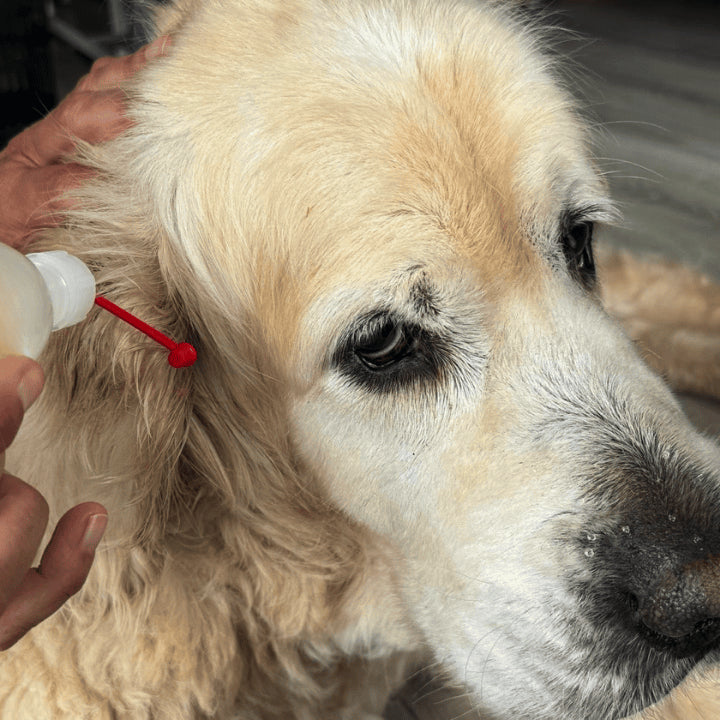 Application oreille Produit ozone Chien et chat OZONE ESSENTIEL