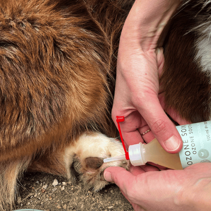 Application sur la patte d'une chien Produit ozone Chiens et chats OZONE ESSENTIEL