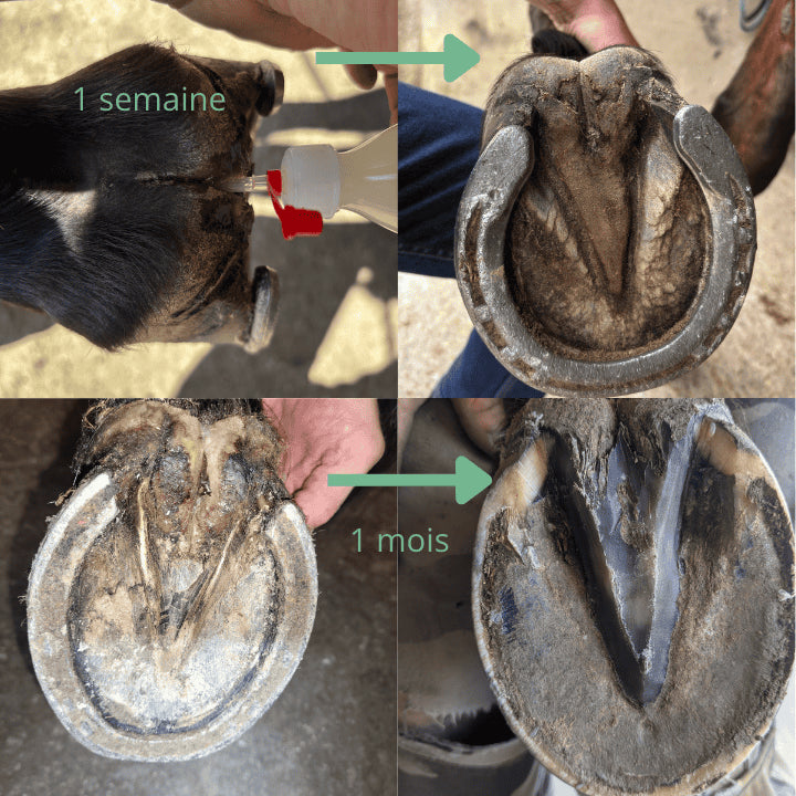 Avant et après traitement ozoné OZONE sabot