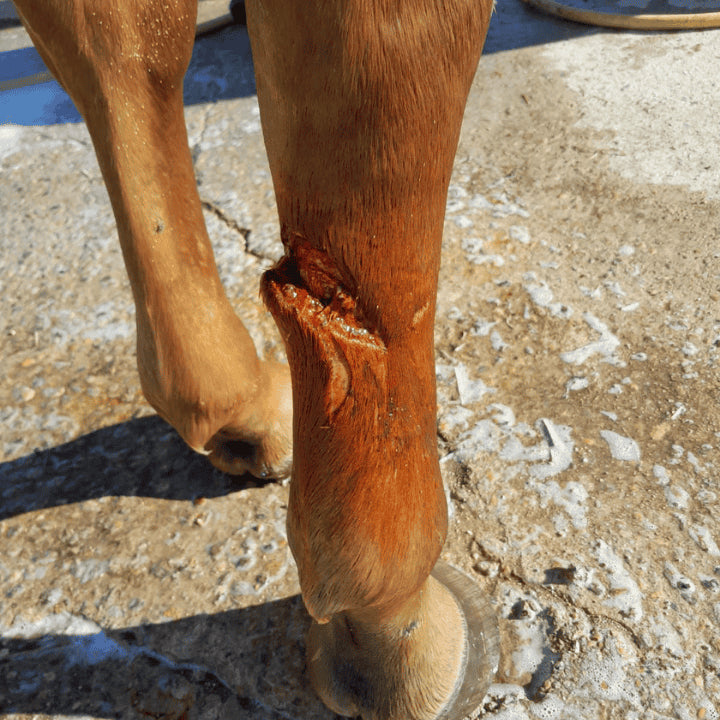 Produit ozone super guard avant traitement