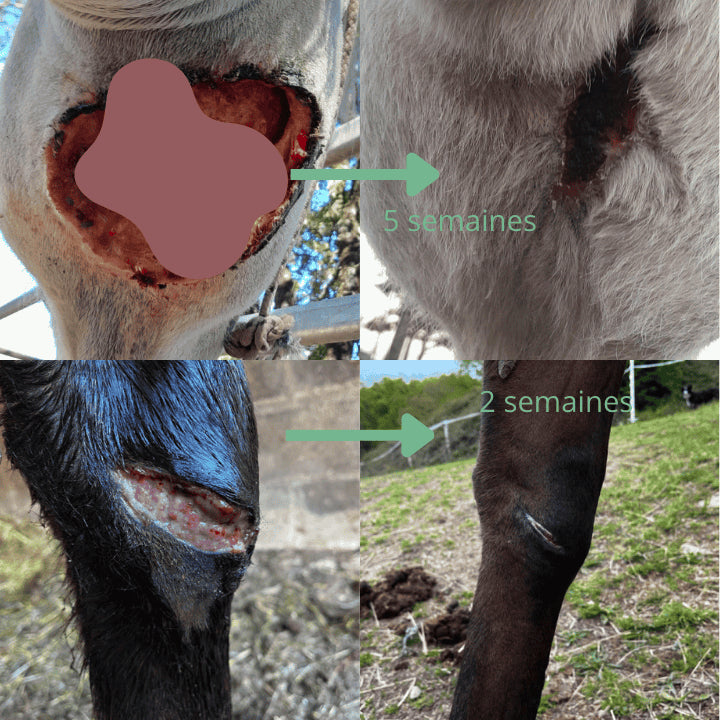 Avant et après utilisation du soin naturel Ozone super guard 067