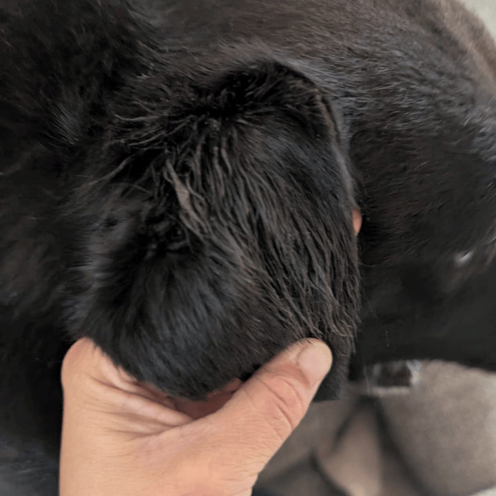 Produit soin Pets essentiel après traitement