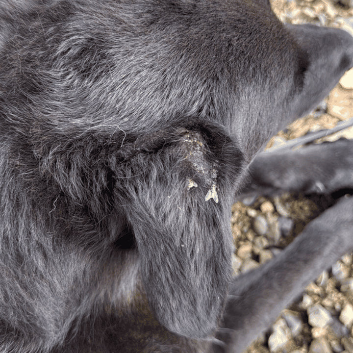 Produits de soin Ozone essentiel avant traitement