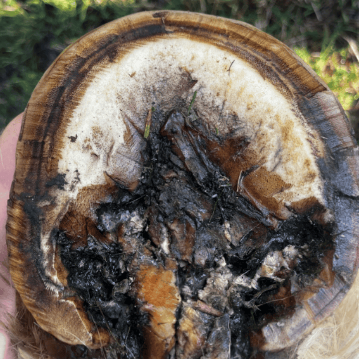 Produit bagging avant traitement