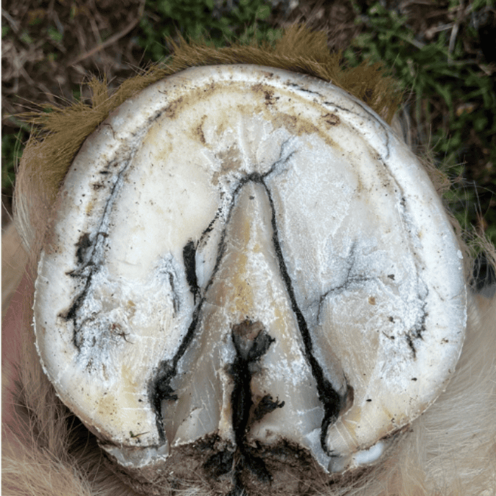 Produit Bagging Après traitement