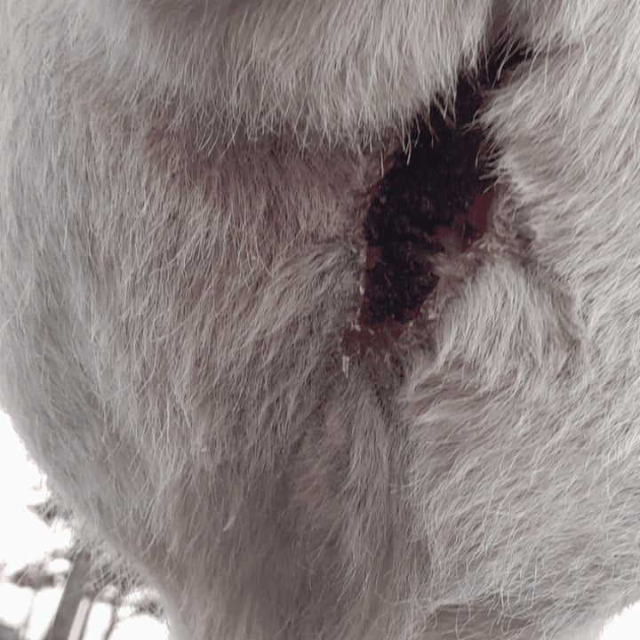 TPlaie cheval après traitement 067