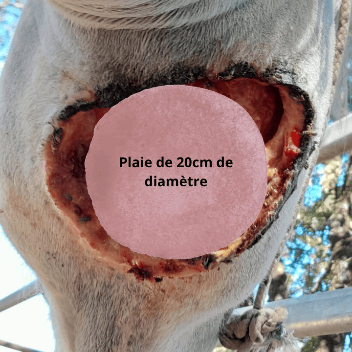 Plaie cheval avant traitement