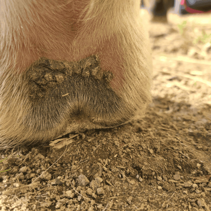 Gale de boue cheval avant traitement
