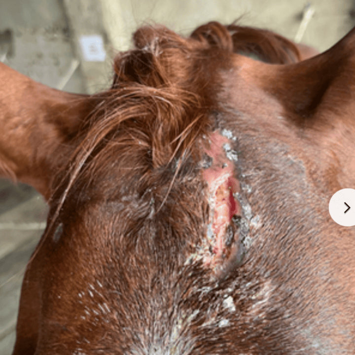 Plaie ouverte cheval