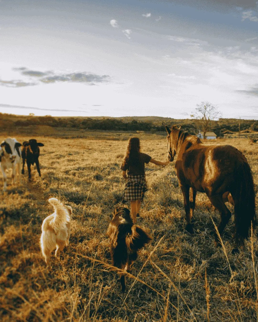 Produits naturels pour animaux 067 | Huile ozonee