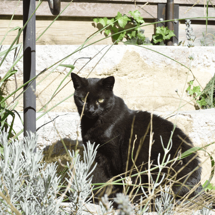 Soin chats par 067, spécialiste des soins pour les chats
