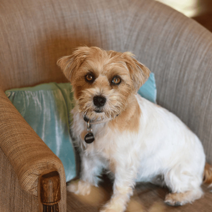 Soins pour chiens, des soins naturels pour le chien de la marque 067 