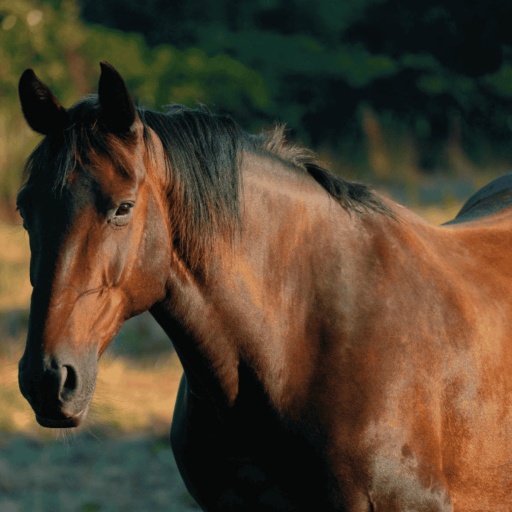 Soins pour la peau du cheval | soins naturels chevaux 067