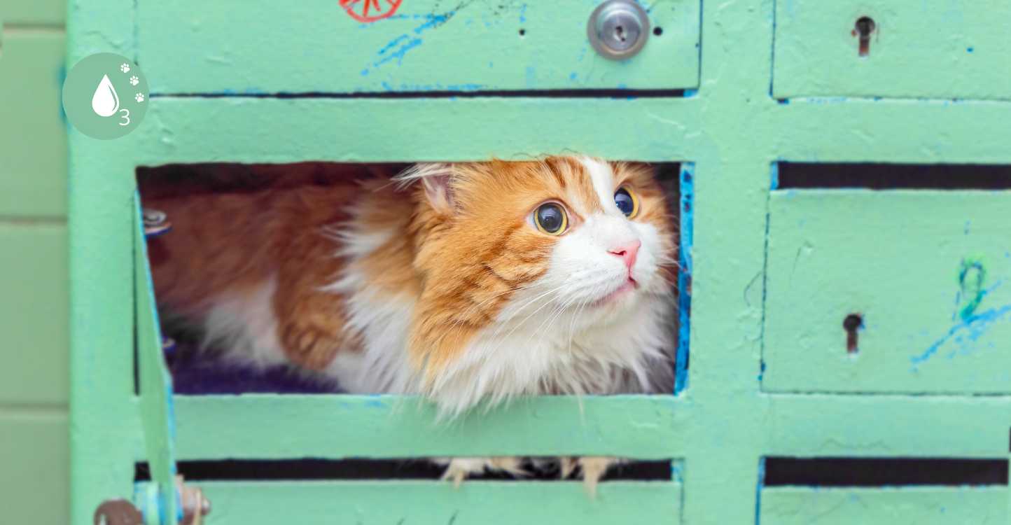 Soins naturels pour chiens et chats